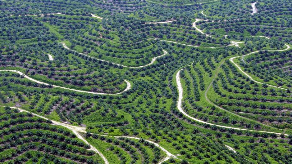 Für mehr Nachhaltigkeit: Regenwald-Killer Palmöl: Mit diesen Tricks verbraucht man weniger davon