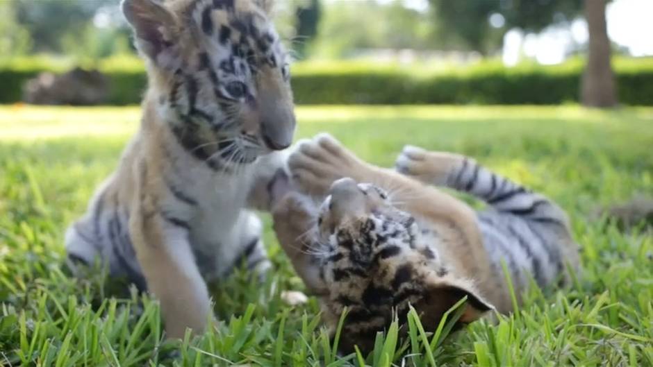 Video: Tigerbabies verzücken Mexiko