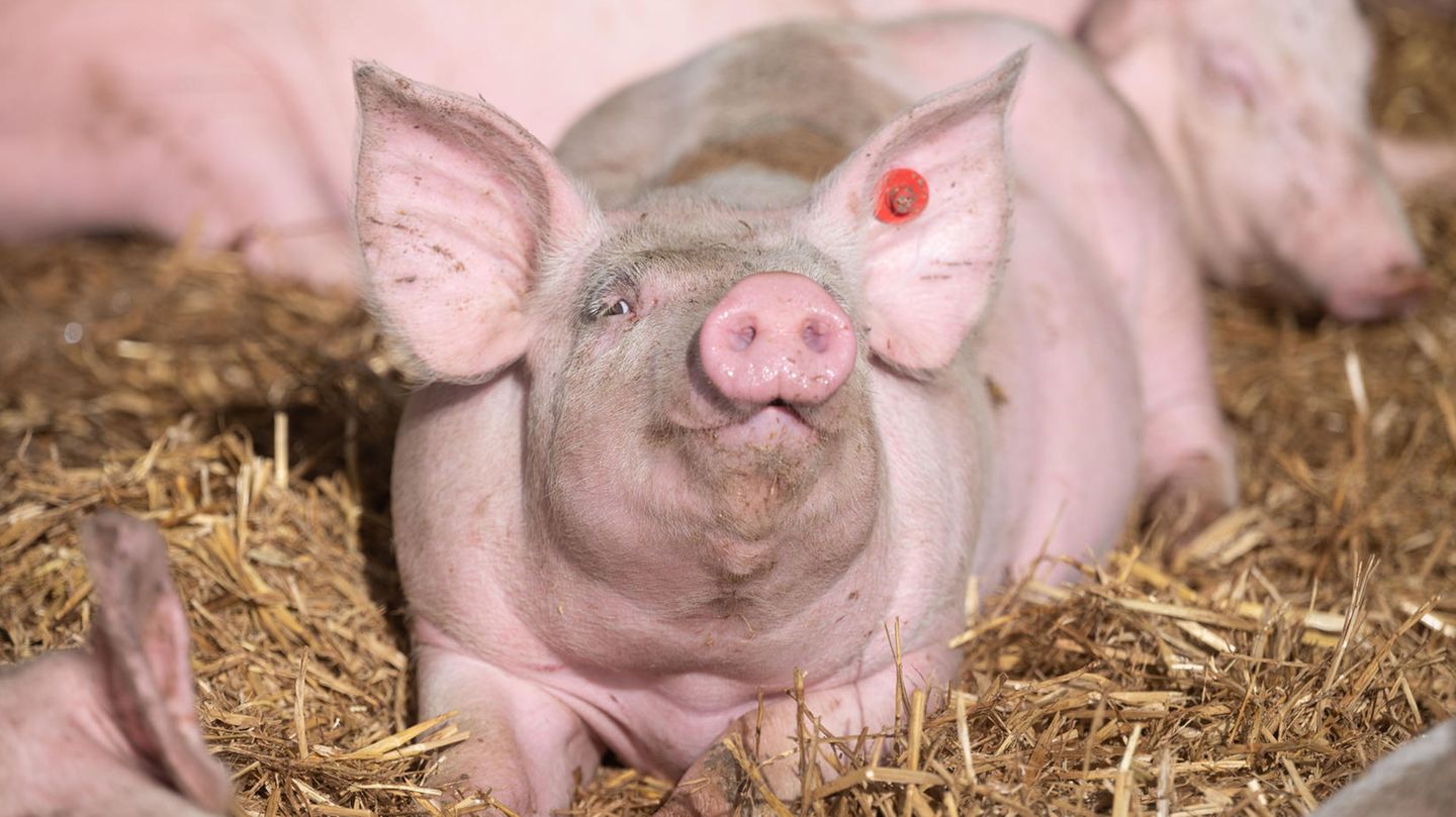 Das Schwein, das die die Niere spendete, war gentechnisch verändert