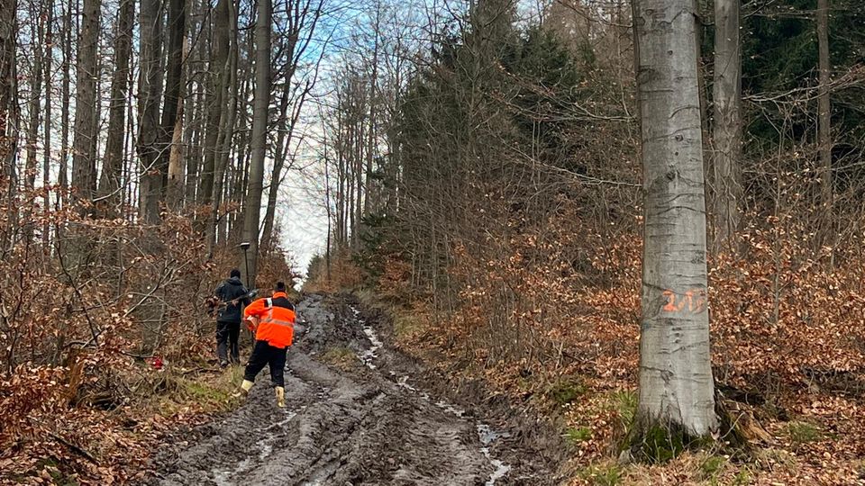 Waldarbeiter bei Rodungen im Wald